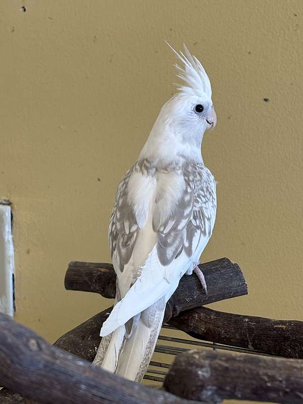 cockatiel-for-sale