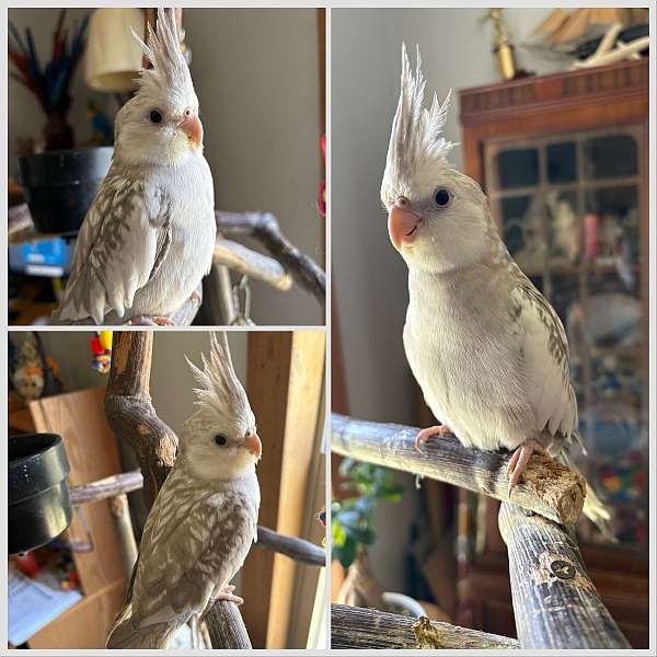 cockatiel-for-sale