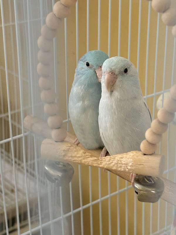 parrotlet-for-sale