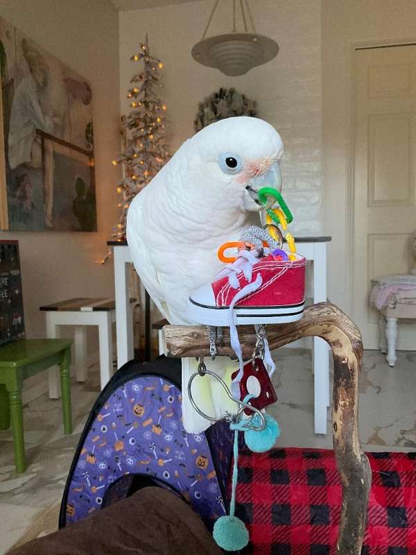 goffin-cockatoo-for-sale-in-san-diego-ca