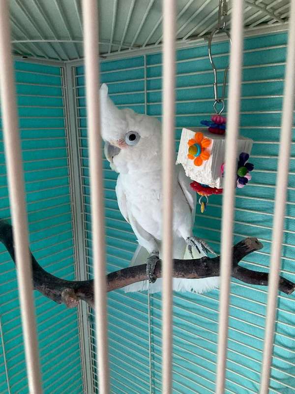 goffin-cockatoo-for-sale