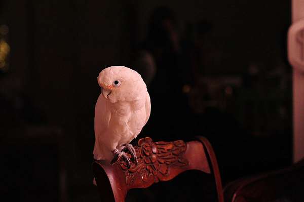 peach-goffin-cockatoo-for-sale