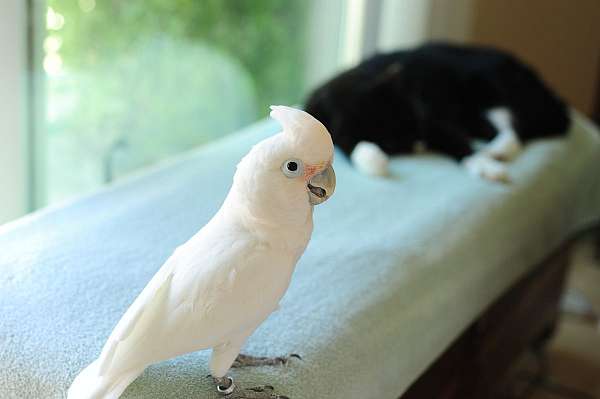 white-goffin-cockatoo-for-sale