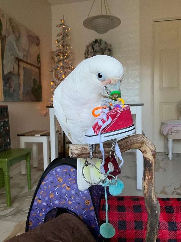 yellow-goffin-cockatoo-for-sale