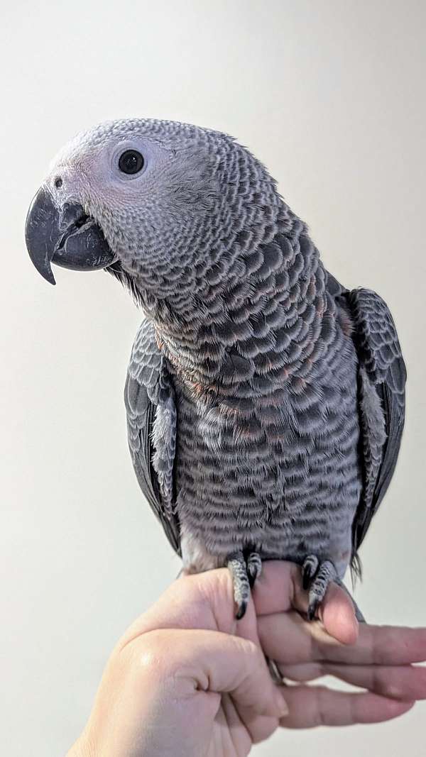 congo-african-grey-parrot-for-sale-in-elizabethtown-ky