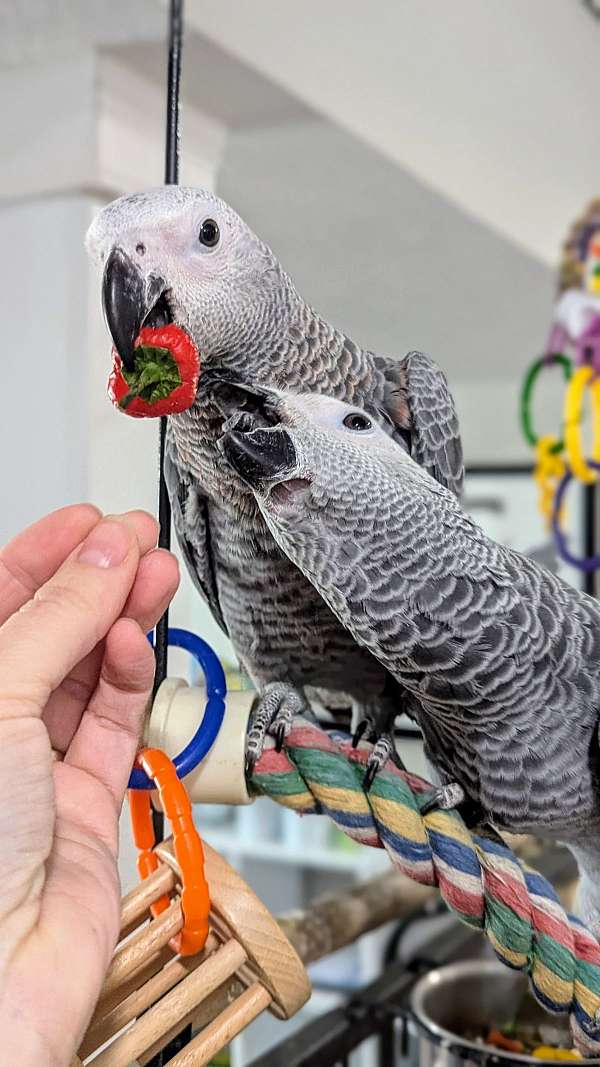 congo-african-grey-parrot-for-sale-in-elizabethtown-ky