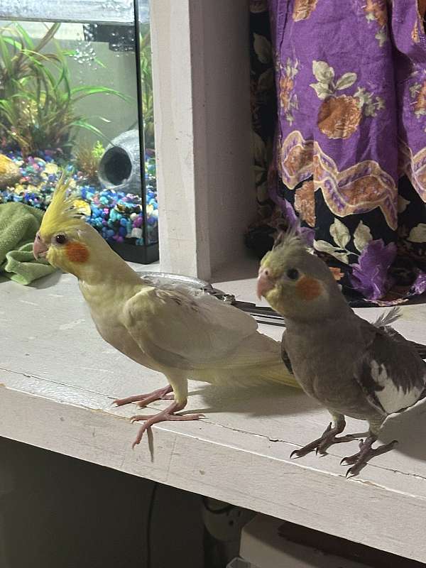 cockatiel-for-sale