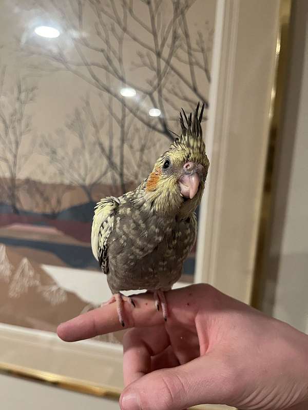 cockatiel-for-sale-in-borger-tx