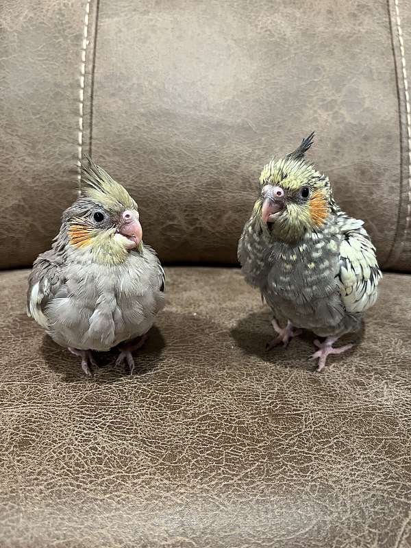 baby-bird-for-sale-in-borger-tx