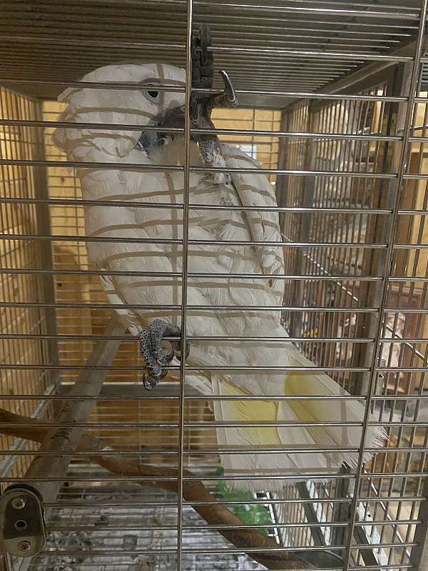 cockatoo-for-sale-in-iaeger-wv