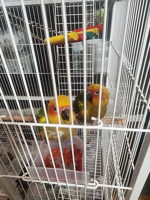 sun-conure-for-sale