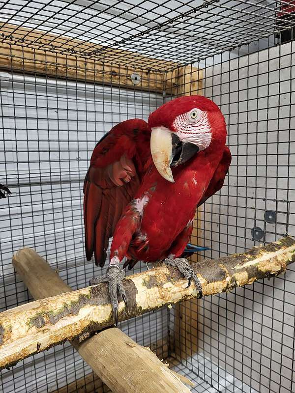 green-wing-macaw-for-sale