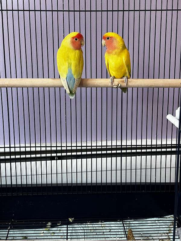 peach-faced-lovebird-for-sale-in-southington-ct