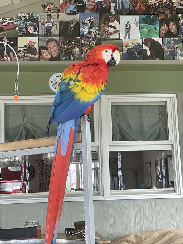 scarlet-macaw-for-sale