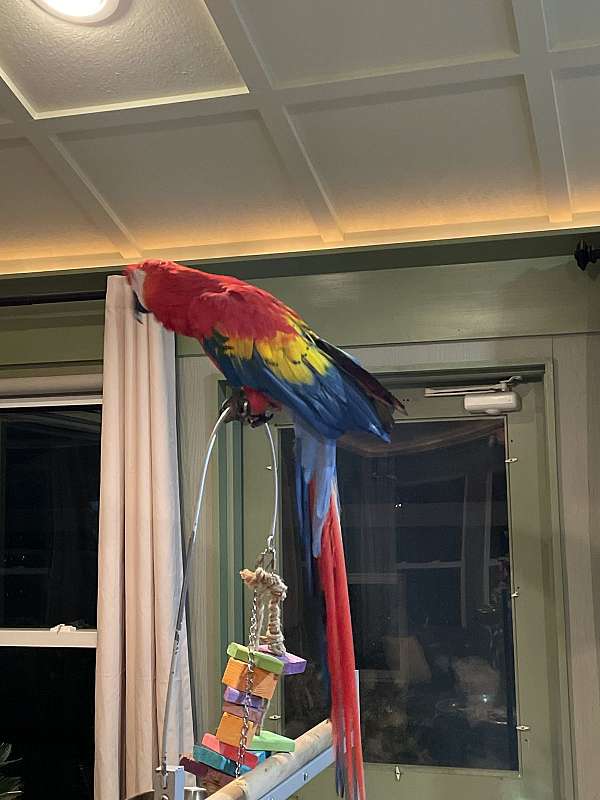 blue-scarlet-macaw-for-sale