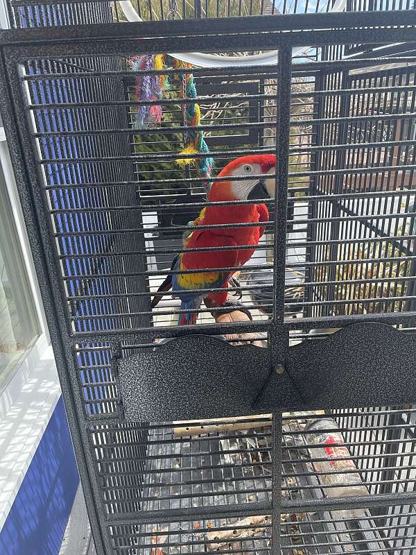 scarlet-macaw-for-sale-in-philadelphia-pa