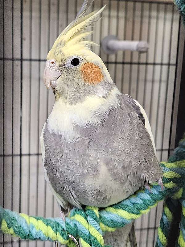 cockatiel-for-sale