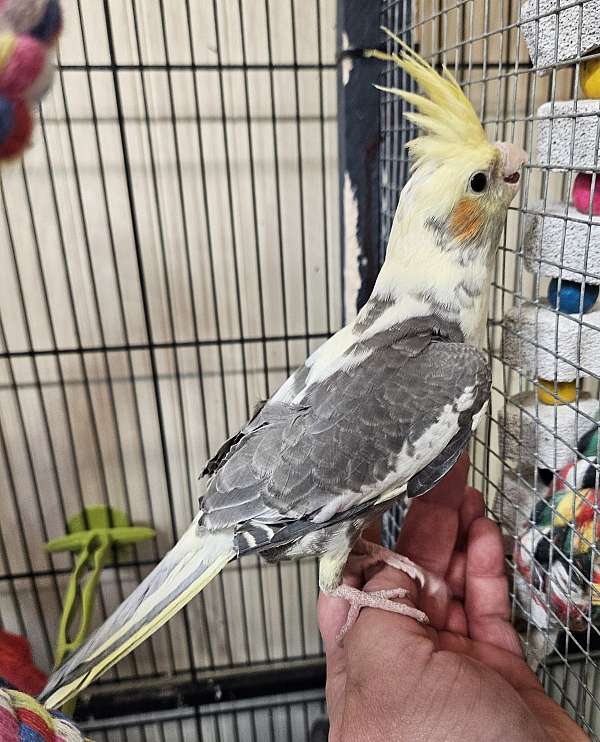 yellow-bird-for-sale-in-lancaster-oh