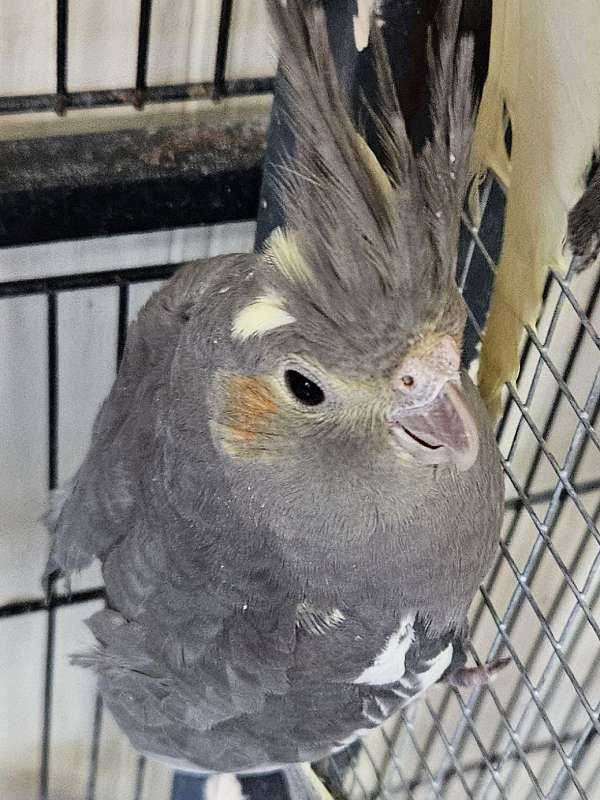 cockatiel-for-sale