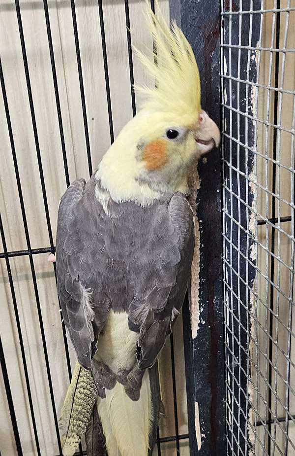 cockatiel-for-sale