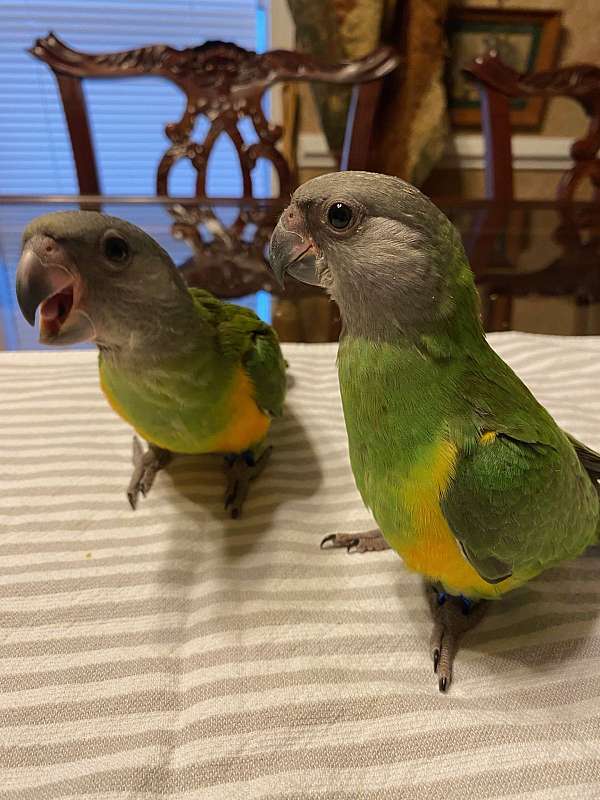 senegal-poicephalus-parrots-for-sale