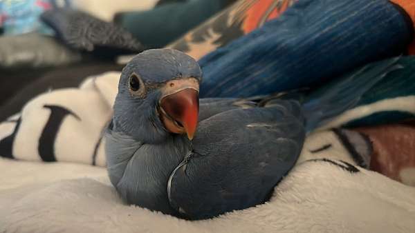 parakeet-for-sale-in-sarasota-fl