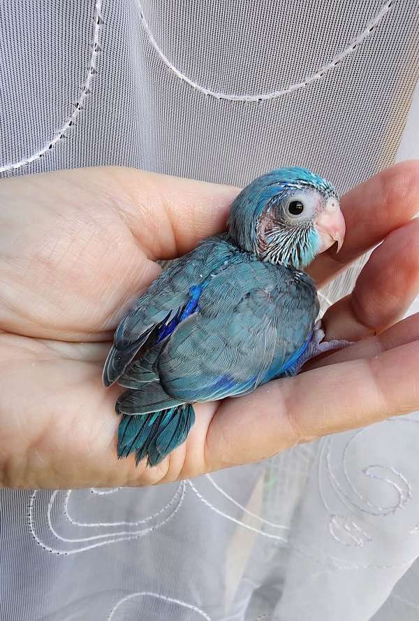 pacific-parrotlet-for-sale