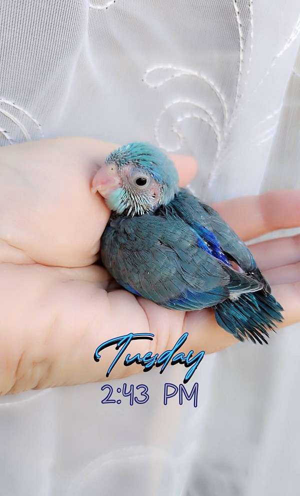 pacific-parrotlet-for-sale