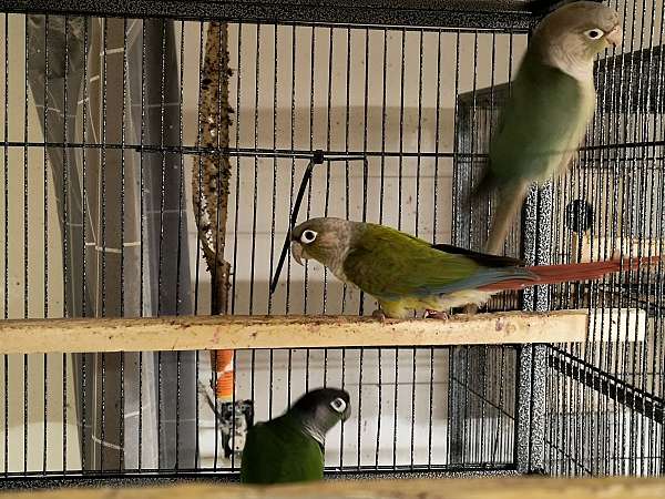 conure-for-sale