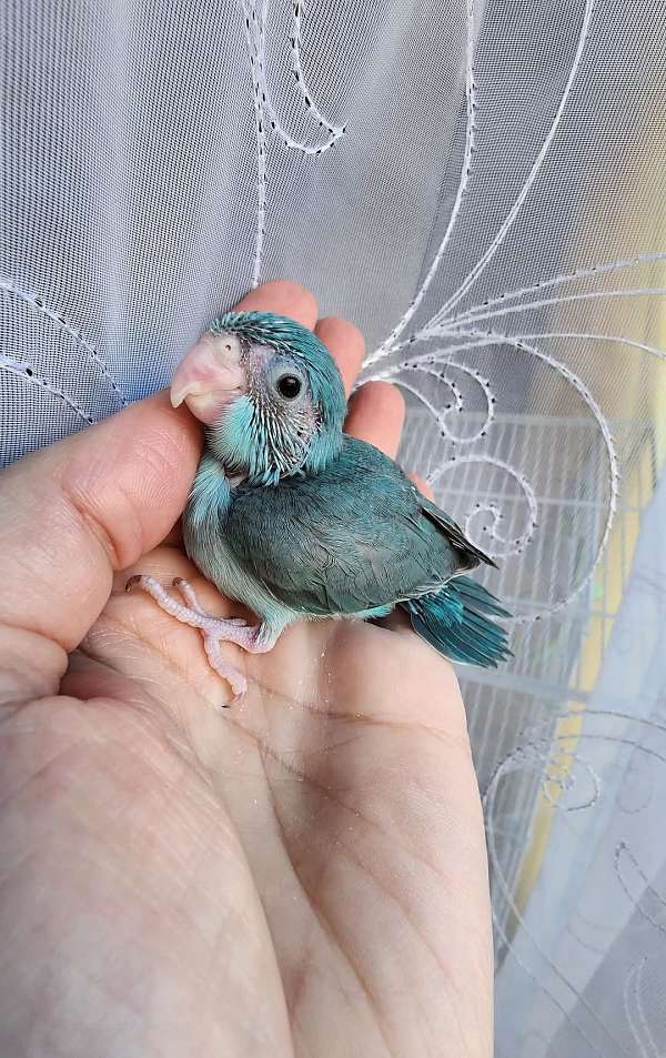 pacific-parrotlet-for-sale