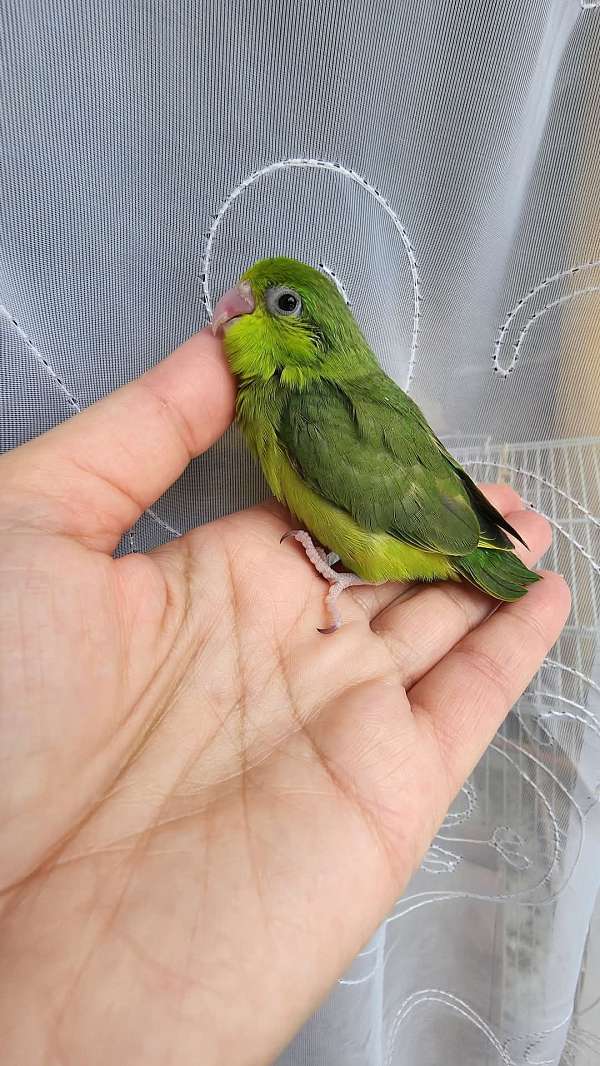 pacific-parrotlet-for-sale