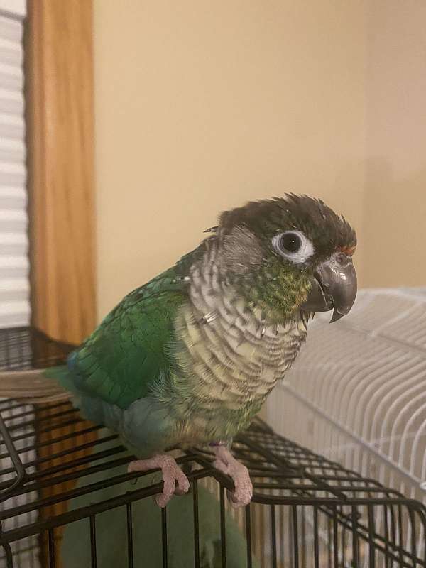 conure-for-sale-in-woodbury-mn