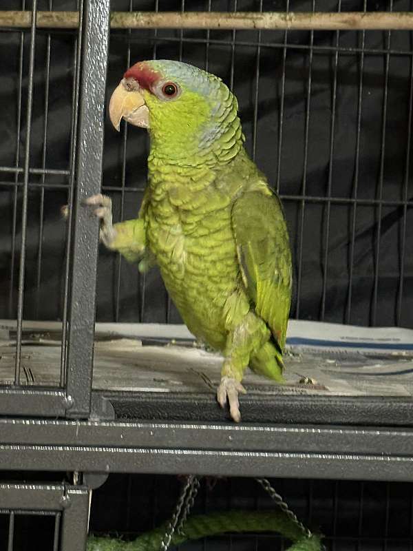 amazon-parrot-for-sale-in-santa-rosa-ca