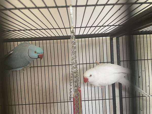 bonded-pair-tame-bird-for-sale-in-pennsylvania