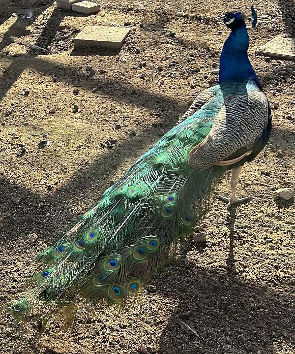 blue-bird-for-sale-in-clovis-ca