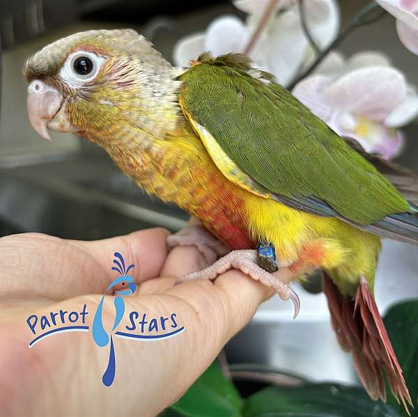 green-cheek-conure-for-sale