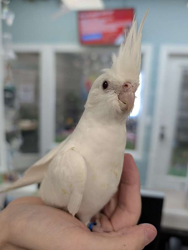 cockatiel-for-sale