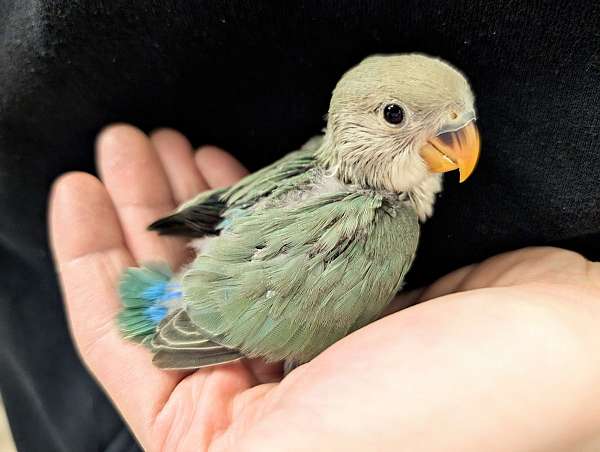 peach-faced-lovebird-for-sale