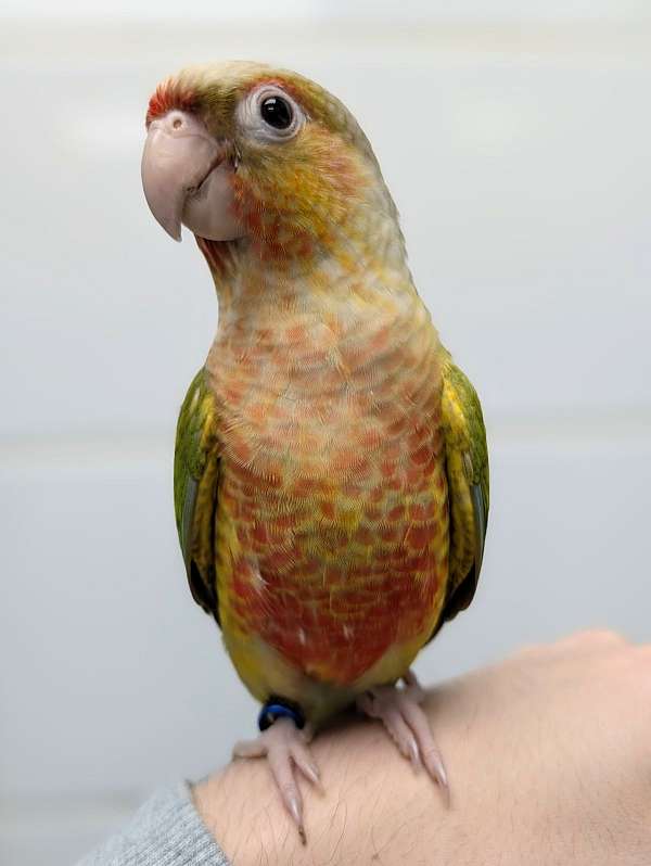 green-cheek-conure-for-sale