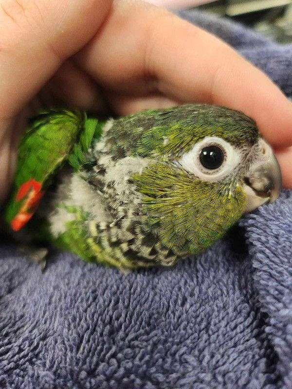 black-capped-conure-for-sale