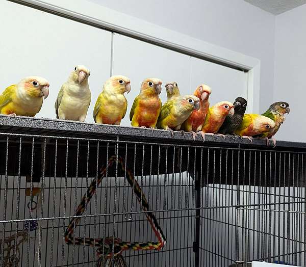 green-cheek-conure-for-sale