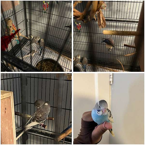 budgerigar-parakeet-for-sale