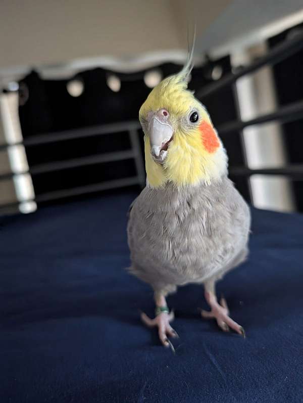 cockatiel-for-sale-in-crowley-tx