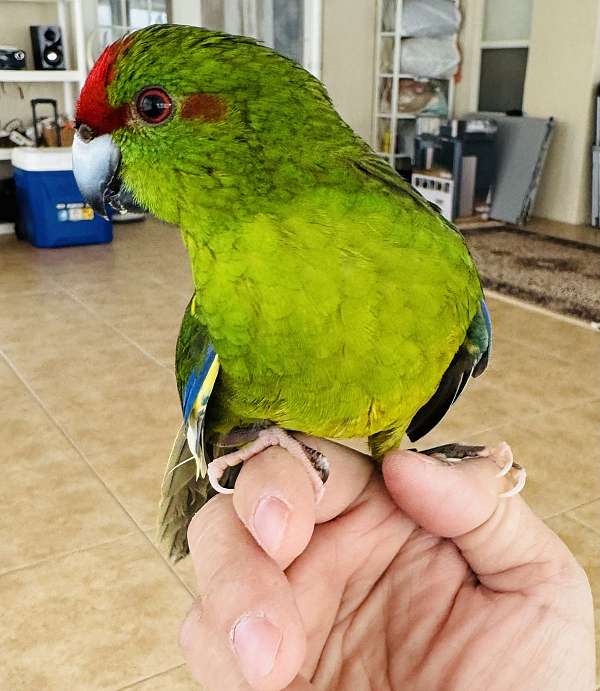 conure-crimson-bellied-conure-for-sale-in-orlando-fl