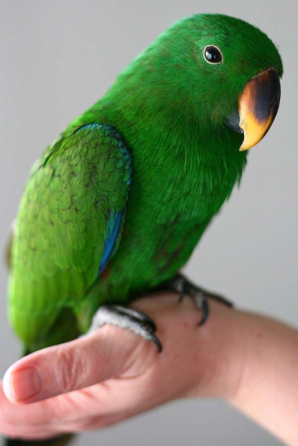 conure-crimson-bellied-conure-for-sale-in-orlando-fl