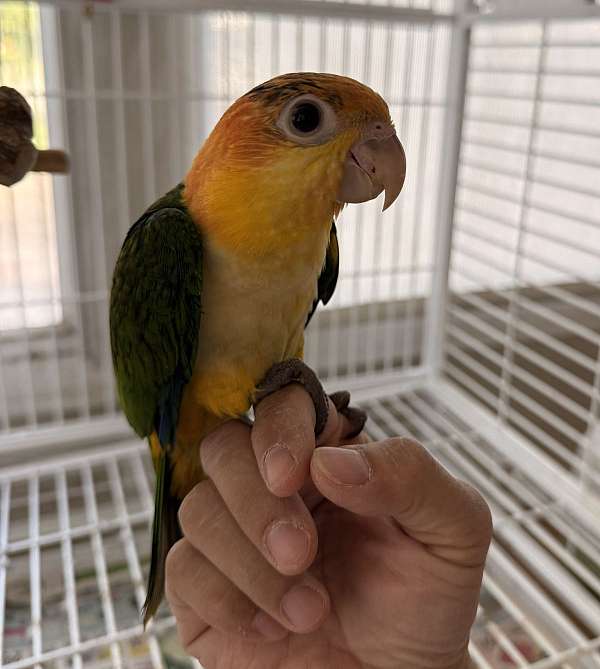 conure-crimson-bellied-conure-for-sale-in-orlando-fl