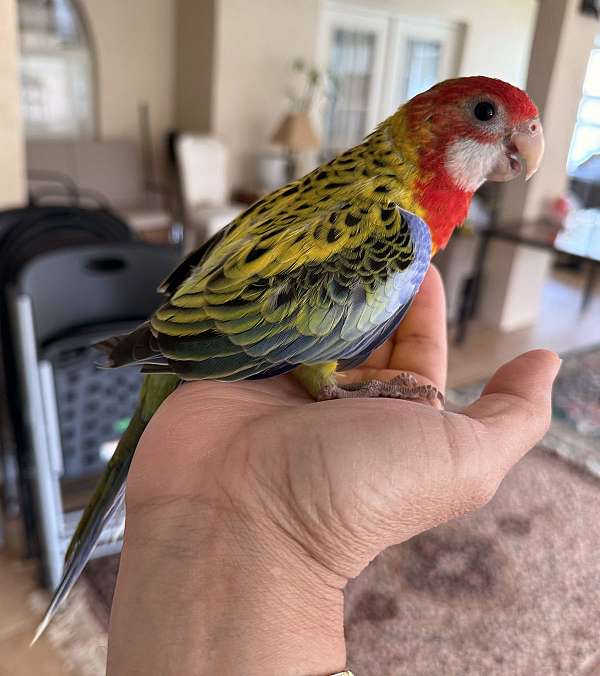 crimson-bird-for-sale-in-orlando-fl