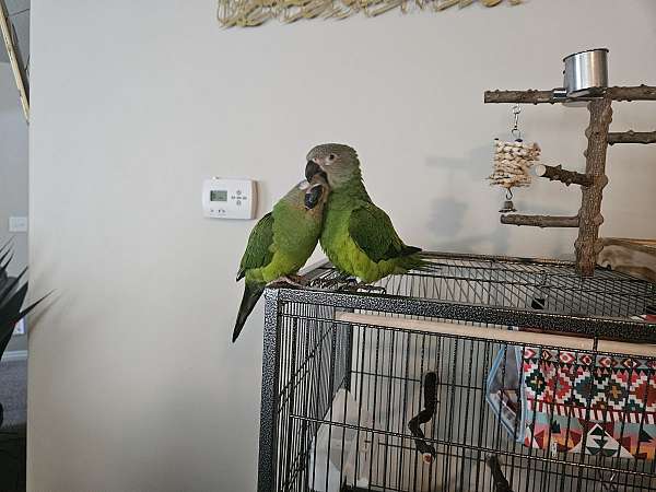 dusky-conure-for-sale-in-south-jordan-ut