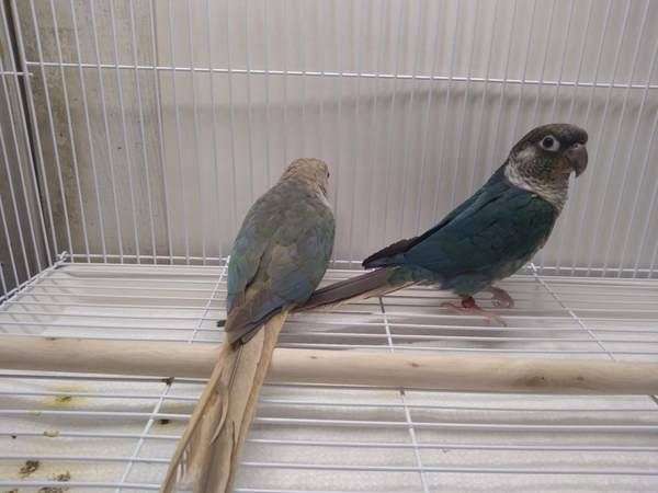 conure-for-sale