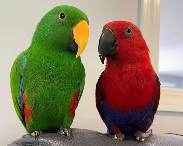 eclectus-parrots-for-sale-in-meredith-nh